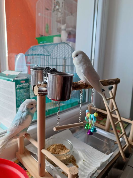 Peruși semi standard