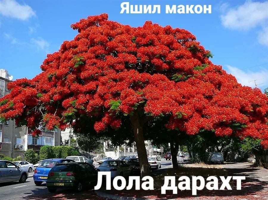 Pavloniya va Dekarativ  ko'chatlari Arzon narxlarda