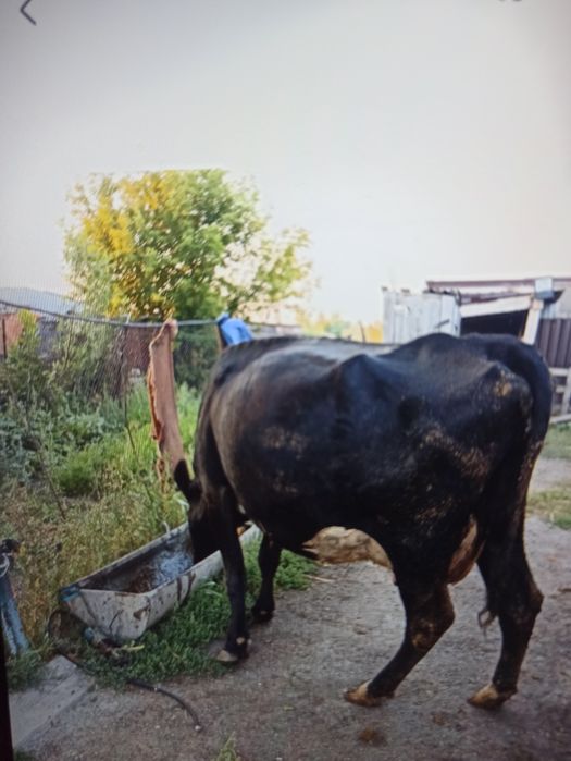 Продам молочную корову.