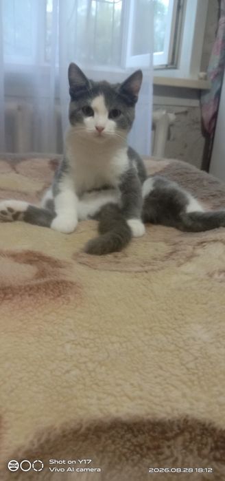 Отдам в хорошие, добрые руки котят!