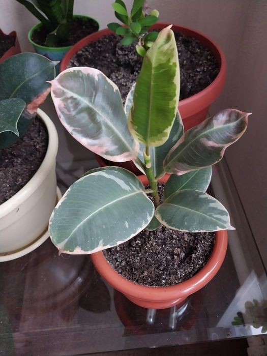 Фикус  Тинеке каучуконосный