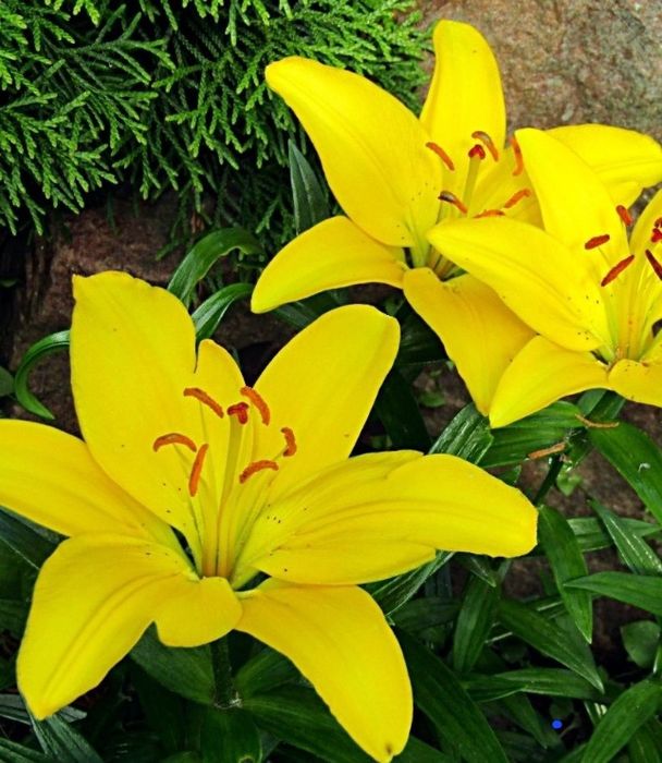 Цветы     цветы.