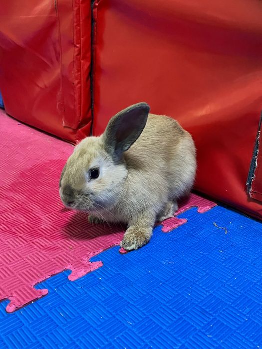 Продам 3 декоративного кролика