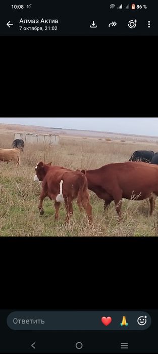 Продам коров с подсосными телятами