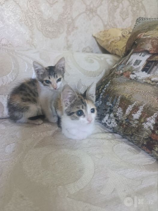 Отдам в добрые руки 3 котят