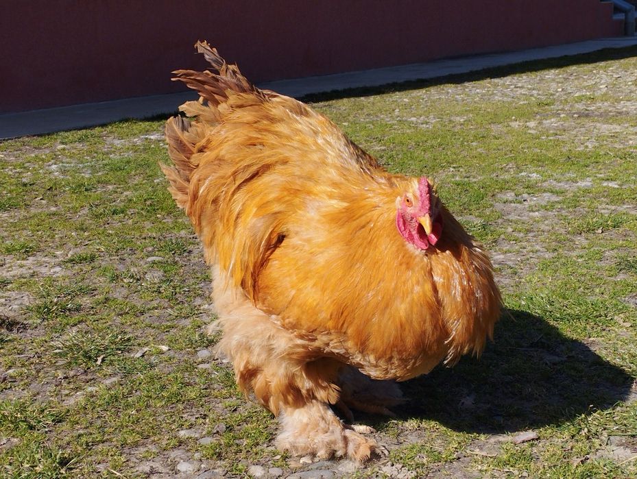 Vând cocoș cochinchina galben, Dej, jud. Cluj