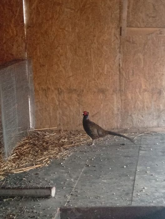 De vanzare fazani comuni