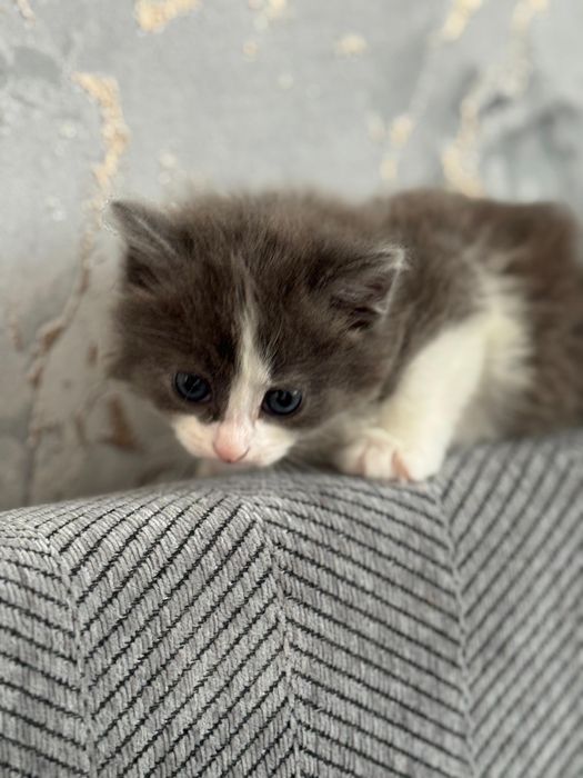 Отдам котят в добрые руки 2 девочки 2 мальчика