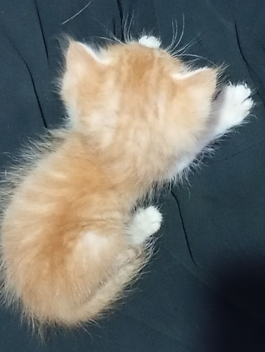 Отдам котят в добрые руки.