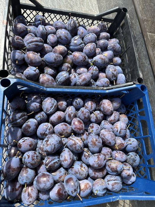 Vand prune Stanley!