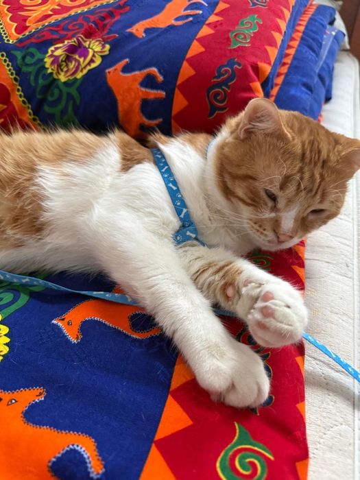 Боня кошка бесплатно