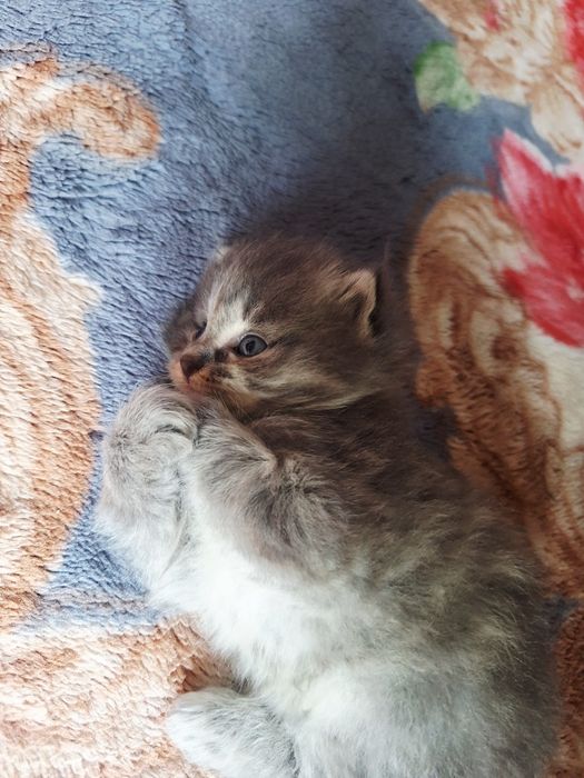 Mushuk bolalari sotiladi. Onasi skotsh vold. Otasi turetskiy angora.