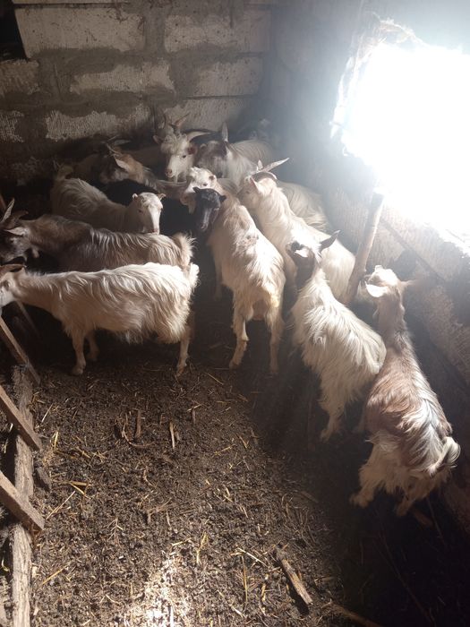 Țapi de vânzare.