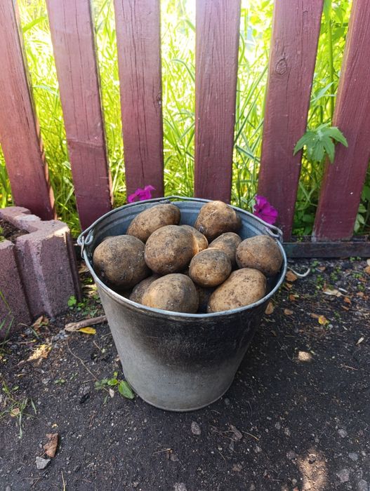 Продам картофель .