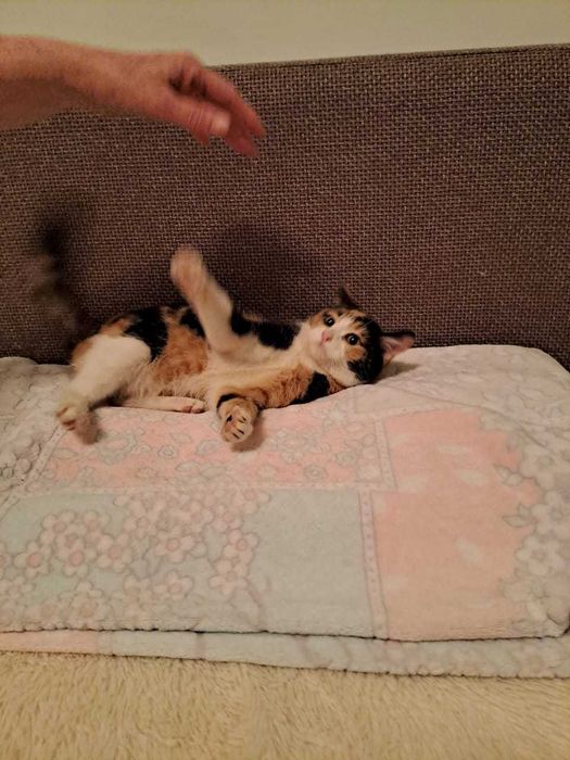 Котёнок девочка 2 месяца ласковая трёхцветная проглистогоненная