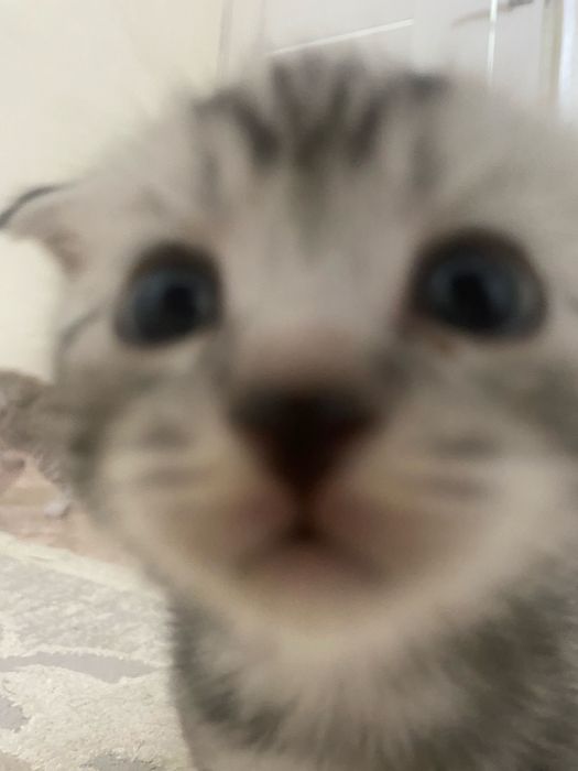 шотландский вислоухий котенок