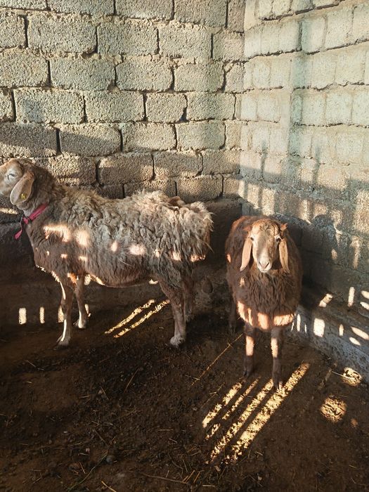 Арашан қўйлар сотилади