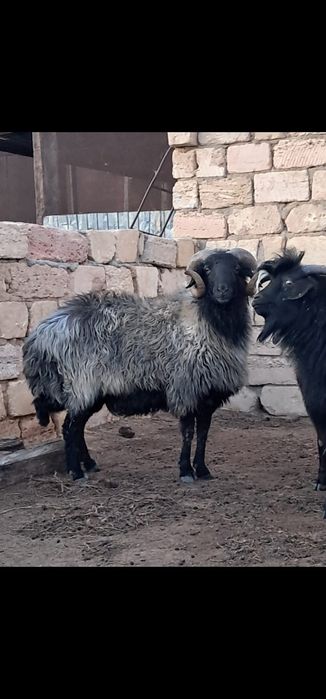 Қошқар мен теке сатылады