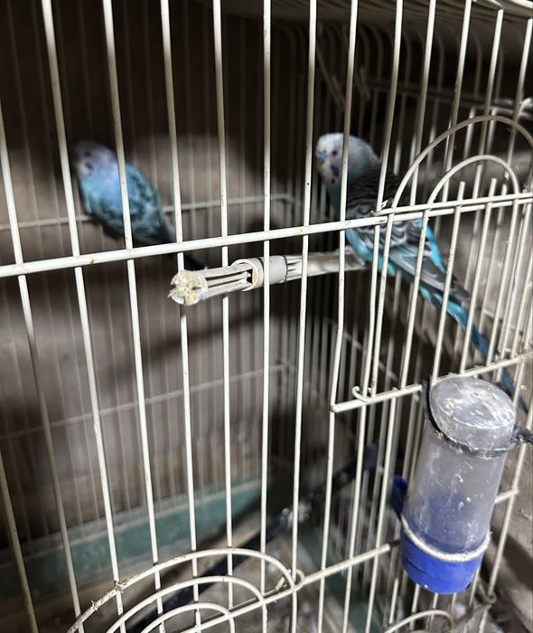 Попугаи сатылады дены сау