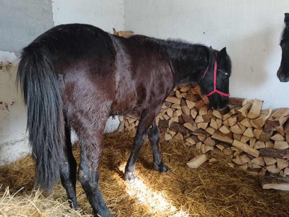 Mânz 8 luni metis din semigreu cu Huțul preț negociabil