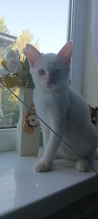 Котёнок в хорошие руки