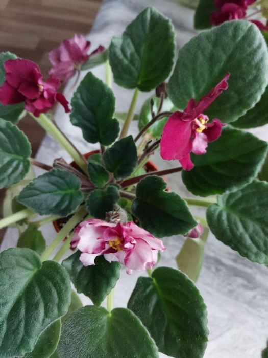 Продаю фиалки ПЕРВОЦВЕТЫ