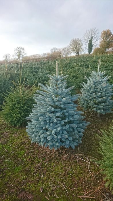 Ель голубая с доставкой