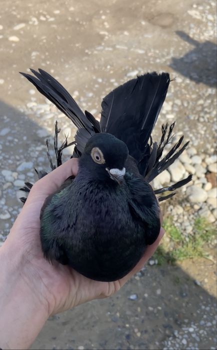 Голуби жук, капканка и сирень.