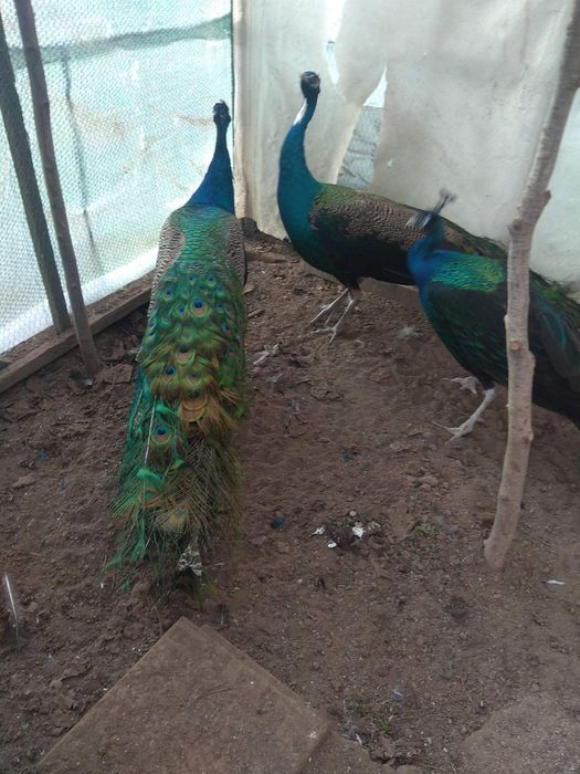 Спешно! Продавам тригодишни пауни два   мъжки и един женски      250 е