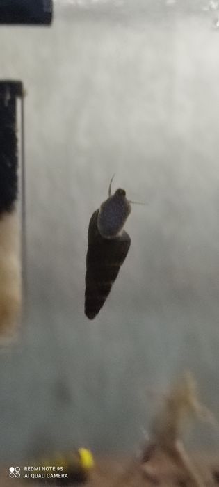 Продам улиток тиломилания( кролик)