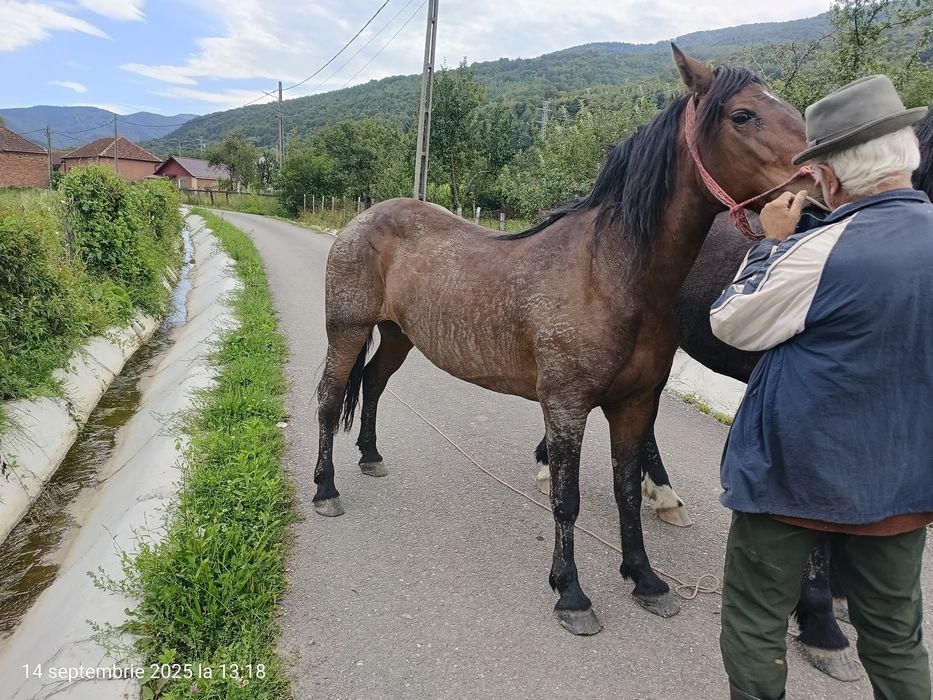 Vând 2 iepe, foarte cuminți , mânza are 2 ani și 4 luni, iapa 9 ani