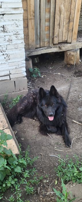 Овчарка длинно шерстный продам