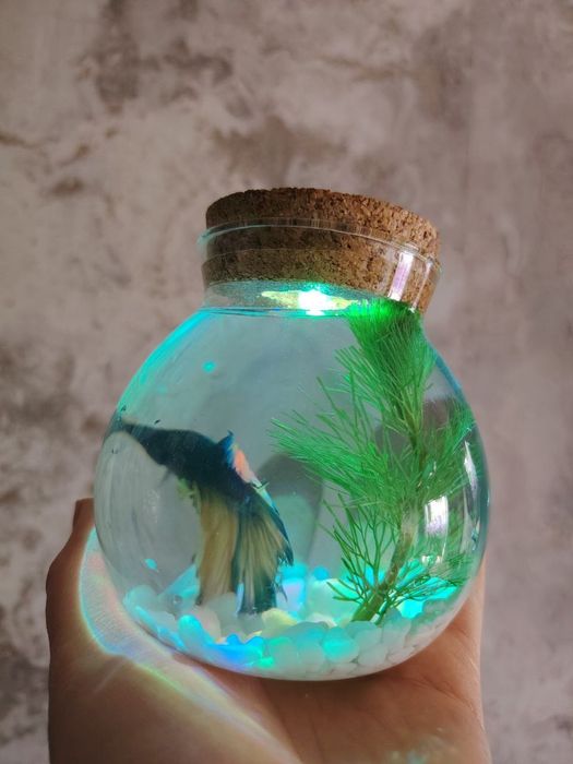 Продается переносной аквариум с рыбкой петушком.