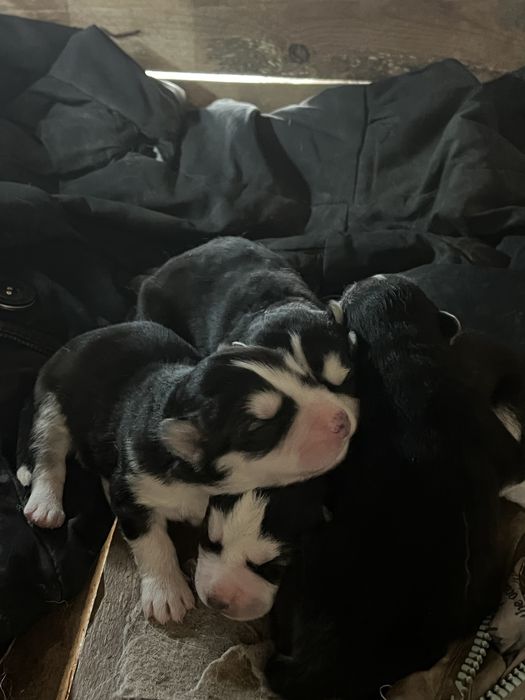 Продам щенков Сибирской хаски