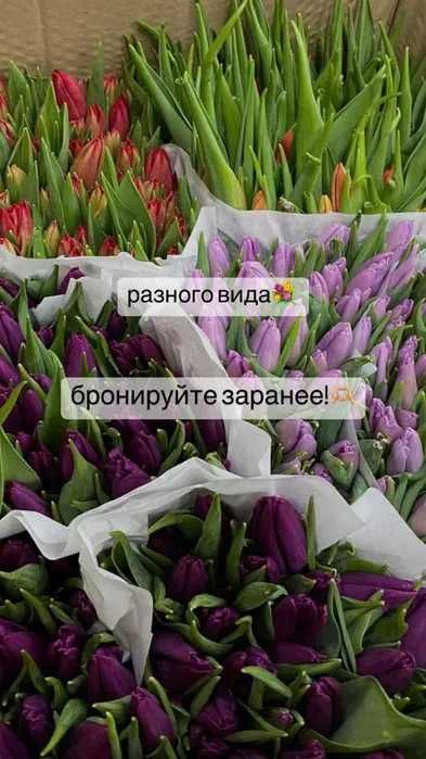 Тюльпаны Оптом шымкент