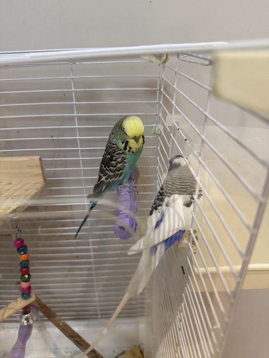 Пара волнистых попугаев