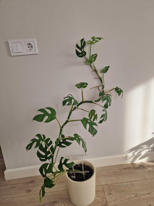 Рафидофора монстера в горшке