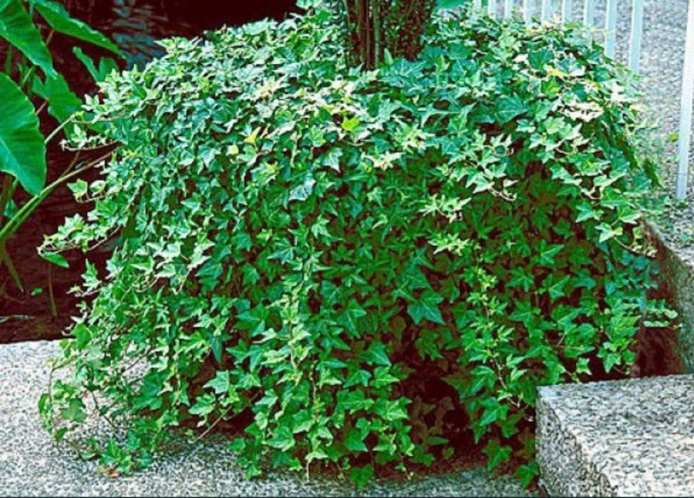 Puieti de iedera ( HEDERA HELIX) la pret de producator +alte specii