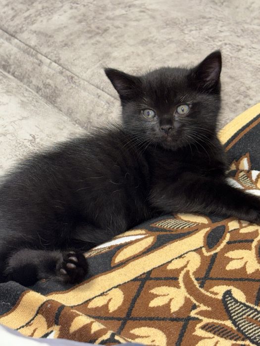 Скоттиш Страйт Scottish straight