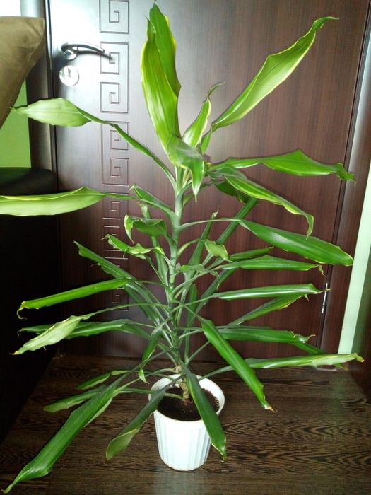 Традесканция рео,кротон,драцена фраганс,кливия,сенсевиера и др.