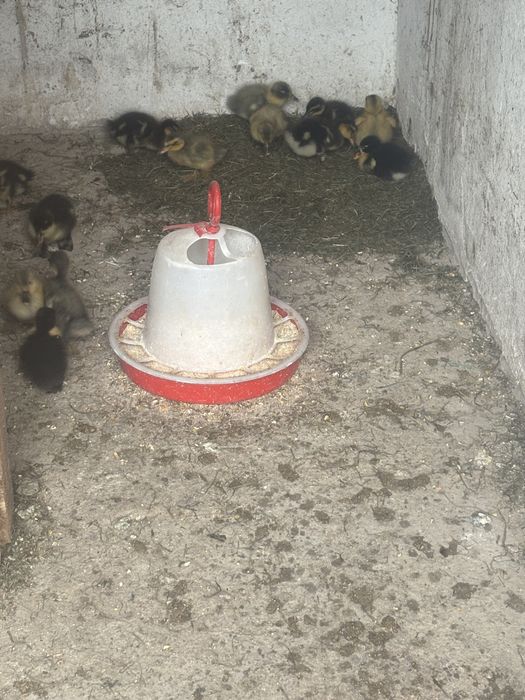 Vand Boboci de rata de