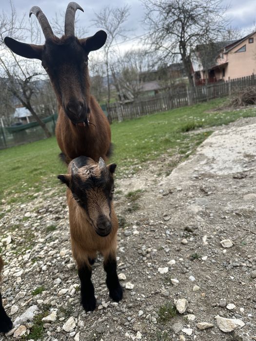 Vand tapisor alpin francez ciul