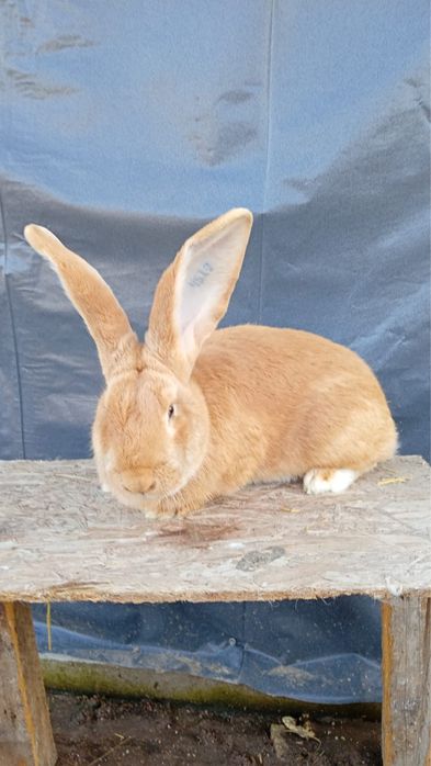 Vand urias german galben