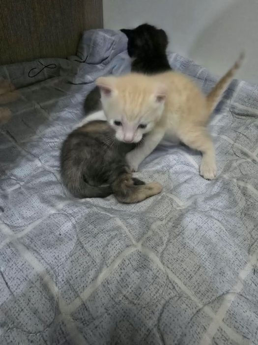отдам котят и 2 кошек