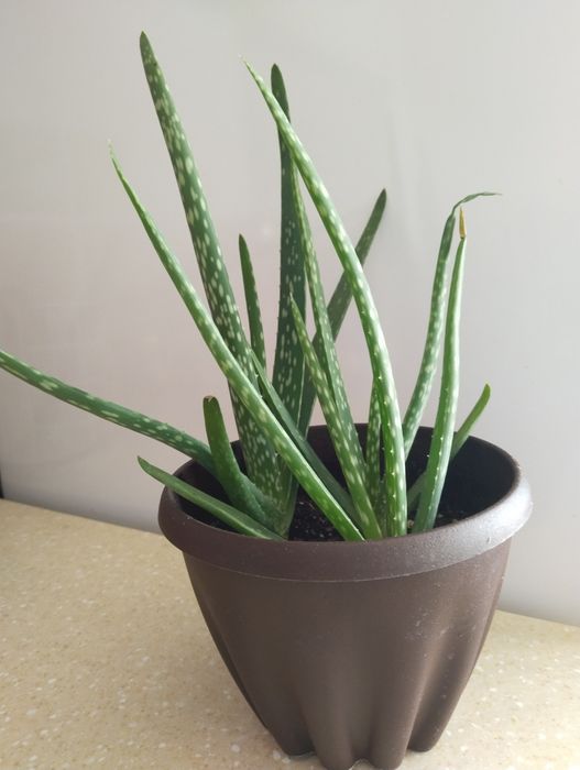 Алое вера разные