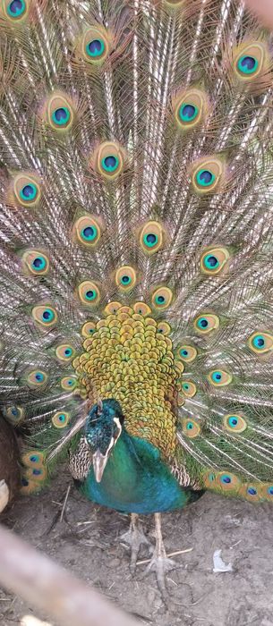 Tovuslar 1ta erkak 3 ta makyoni bor 200$.Makyoni 100$