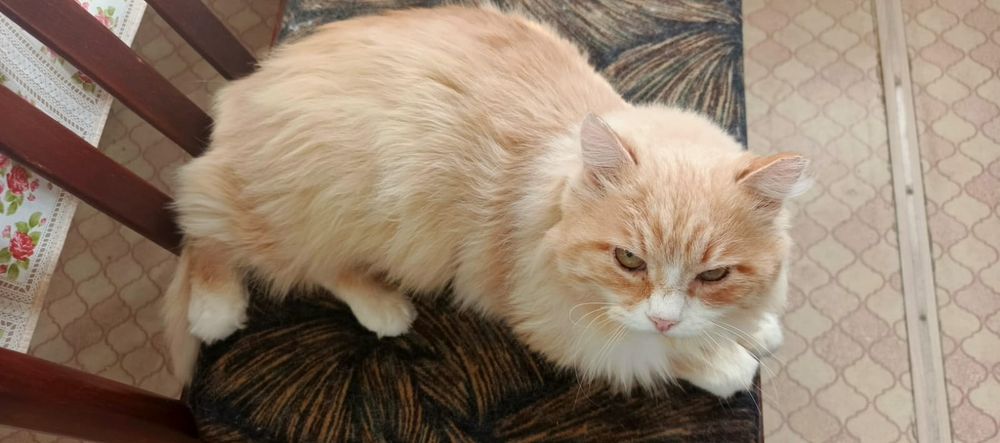 Рыженький кот кастрат