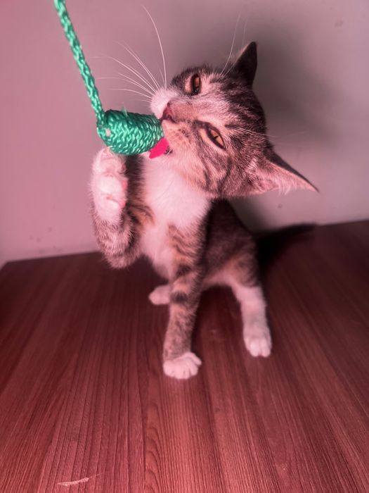 Котёнок ищет добрый дом