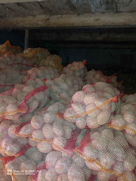 Cartofi de consum și cartofi de sămânța bellarosa și captiva