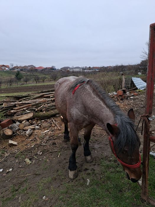 Vand sau schimb cal castrat de 3 ani